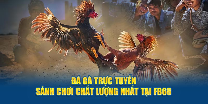 Đá Gà Trực Tuyến - Sảnh Chơi Chất Lượng Nhất Tại Fb68