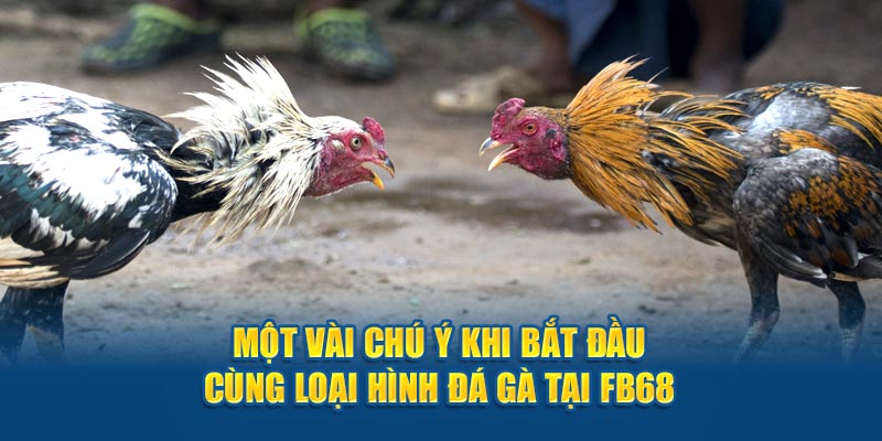 Một vài chú ý khi bắt đầu cùng loại hình đá gà tại Fb68