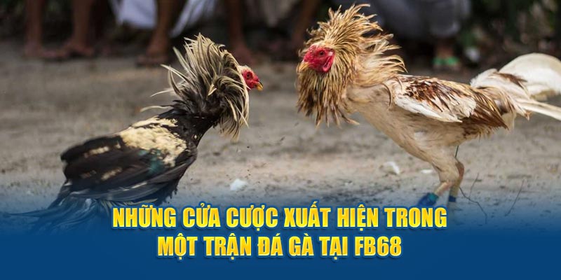 Những cửa cược xuất hiện trong một trận đá gà tại Fb68 